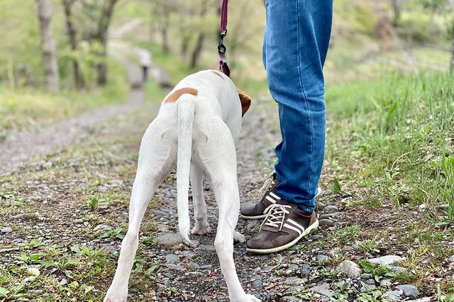 Why Did My Dog Pee on Me? 5 Vet-Verified Reasons & How to Stop It