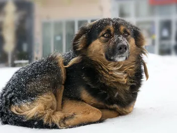 Hypothermia in Dogs: Vet-Reviewed Signs, Causes & Treatment