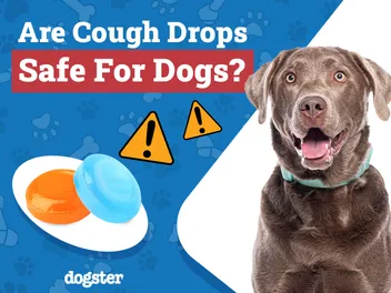 Are Cough Drops Safe for Dogs? Vet Approved Advice!