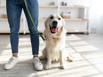 How to House-Train an Adult Dog: The Umbilical Cord Method (Vet-Approved)