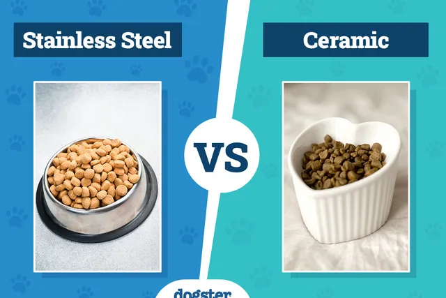 Stainless Steel vs Ceramic Dog Bowls: Which Is Right for Your Needs?