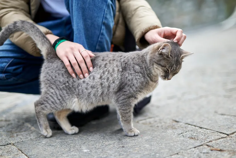 cat rubbing its head to the person's leg