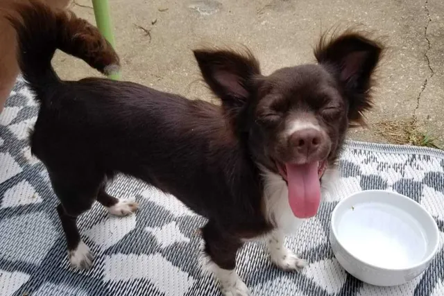 Why Penny Is (Almost) Like My Second Child