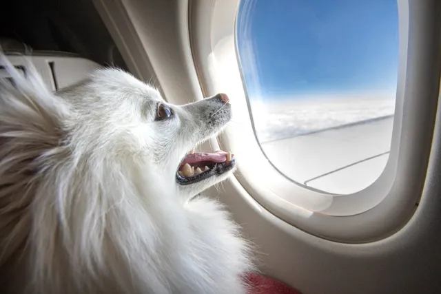 Do Dogs Get Jet Lagged? Health & Facts (Vet Answer)