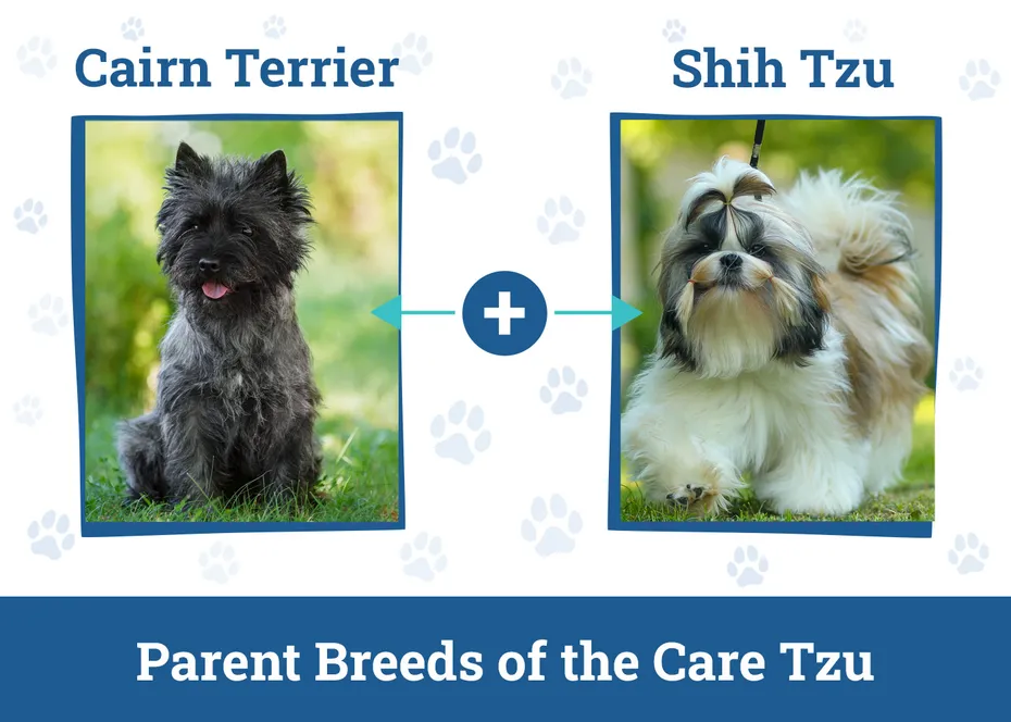 Parent Breeds of the Care Tzu