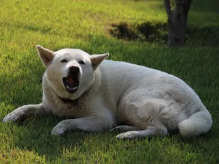 How Much Does an Akita Bark? Vet-Verified History, Facts & FAQ
