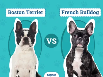 Boston Terrier vs. French Bulldog: The Main Differences (With Pictures)