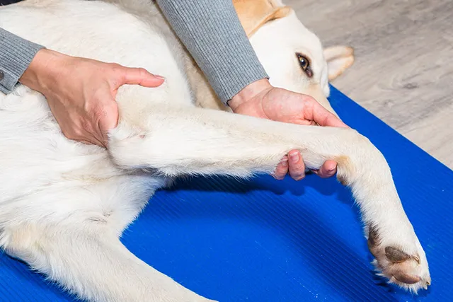 How to Massage a Dog With a Torn ACL: 3 Vet-Approved Steps to Follow