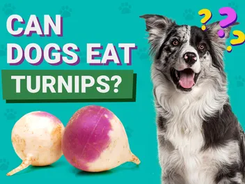 Can Dogs Eat Turnips? Vet-Reviewed Facts & Safety Guide