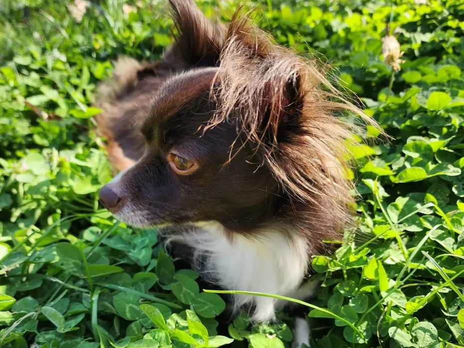Penny in our backyard clover