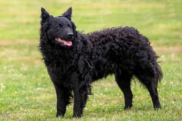 Mudi Dog Breed: Info, Pictures, Origin & Characteristics