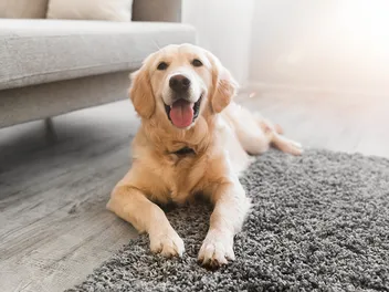 8 House Rules for Dogs & How to Set Them: A Vet-Approved Guide