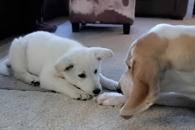 Are Small Dogs Better Behaved Than Large Dogs? Behavior & Facts Explained