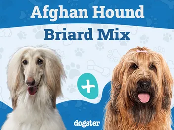 Afaird (Afghan Hound & Briard Mix) Dog Breed: Info, Pictures, Care & More