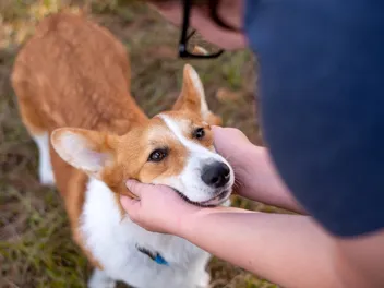 Palliative Care for Dogs: 8 Vet-Approved Ways to Make It Comfortable