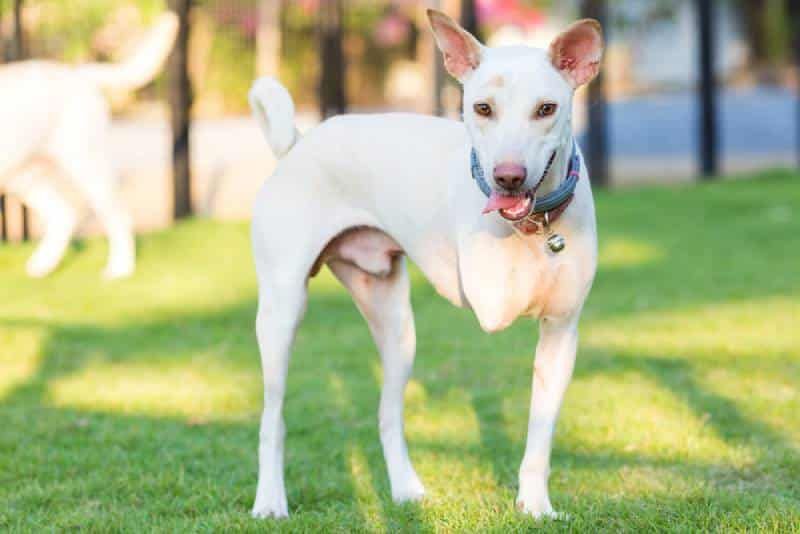a tripod dog with only three legs