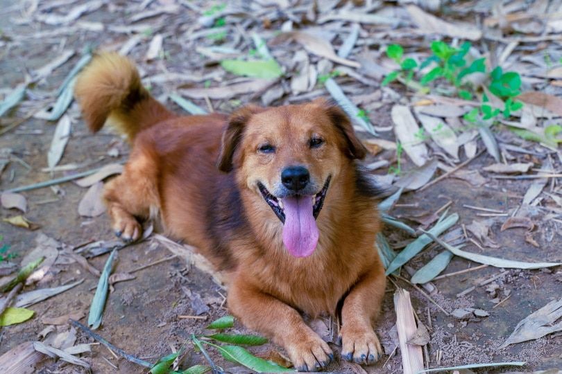 corgi golden retriever mix breed