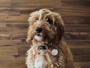Spanish Water Dog Poodle Mix: Info, Pictures, Care Guide & More