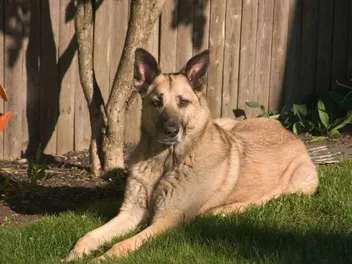 Chinook Dog Breed Info, Pictures, Facts, Traits & More
