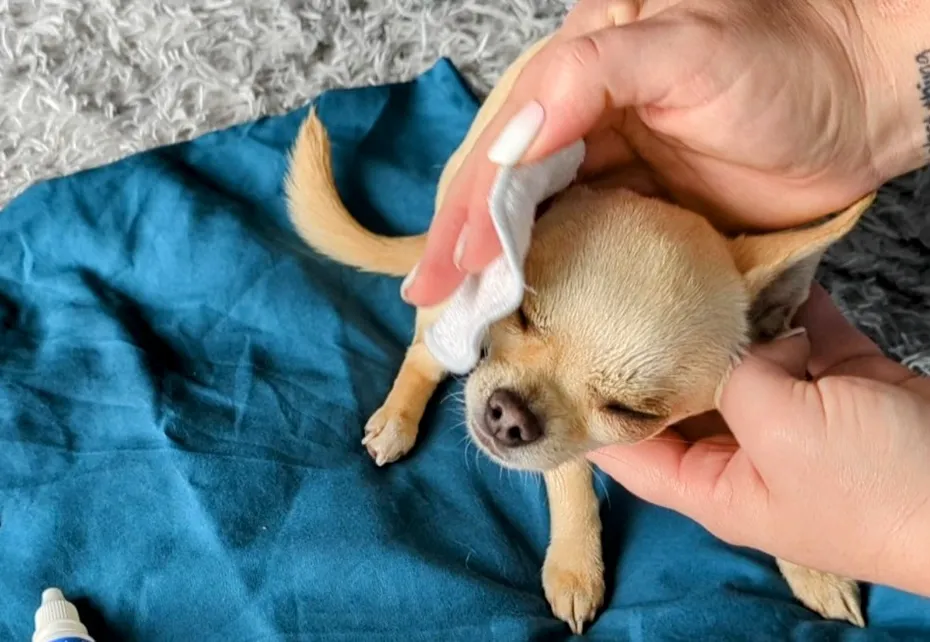 Rub the eye with the same vigor as a mother would lick her pups.