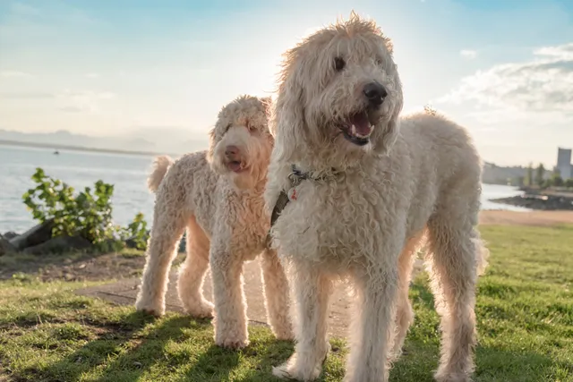 Why Are Doodles Unethical? Vet-Verified Facts & Controversies