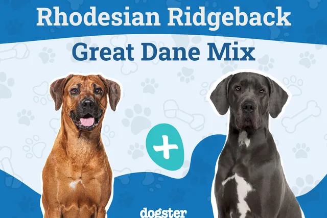 Rhodesian Great Dane Mix: Info, Pictures, Care Guide & Traits