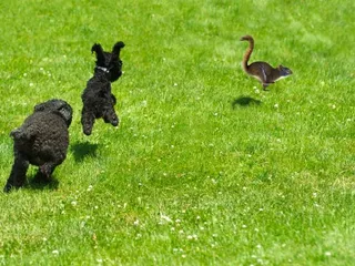 Why Do Dogs Chase Squirrels? Vet-Reviewed Reasons