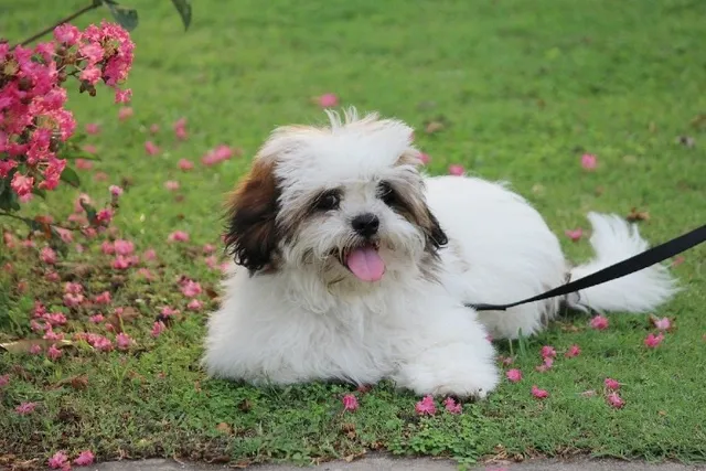 20 Lhasa Apso Mixes (With Pictures)