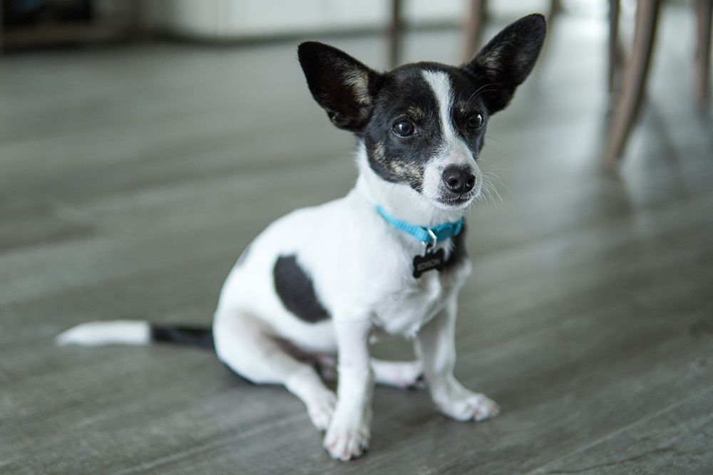rat terrier chihuahua mix dog