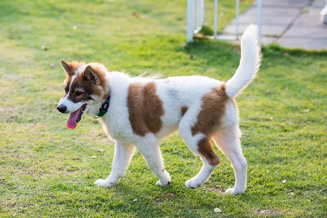 How Much Does a Thai Bangkaew Dog Cost? (Updated in 2026)