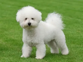 12 Best Family Dog Breeds: Info, Pictures & Origin