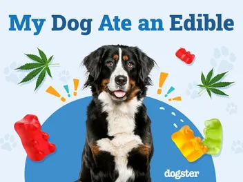 My Dog Ate an Edible, What Should I Do? (Vet Answer)