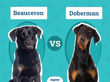 Beauceron vs. Doberman: The Differences (With Pictures)