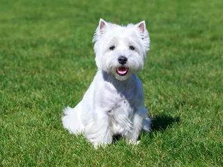 7 Best Dog Foods for West Highland White Terriers in 2026 - Reviews & Top Picks