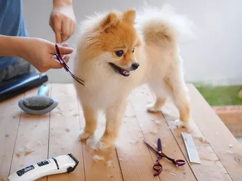 25 Awesome Pomeranian Haircuts to Try Today (With Pictures)