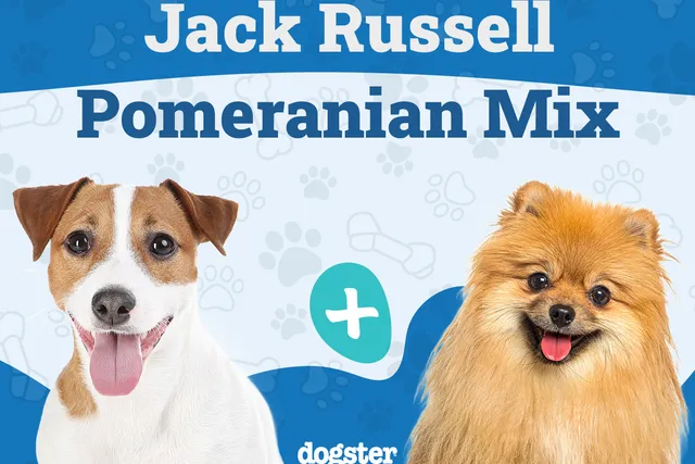Jack-A-Ranian Dog Breed Guide: Info, Pictures, Care & More