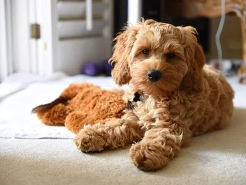 12 Most Popular Mixed Dog Breeds in 2026 (With Info & Pictures)