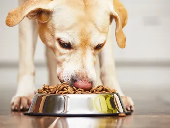 What Is Hypoallergenic Dog Food Made Of? Vet-Reviewed Explanation