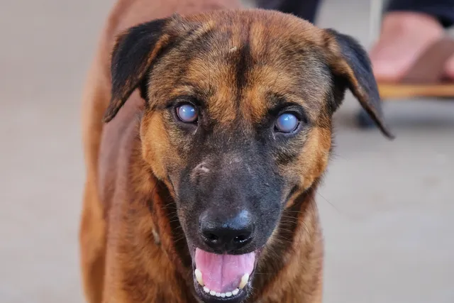 Uveitis in Dogs: Vet-Reviewed Causes, Signs & Treatment