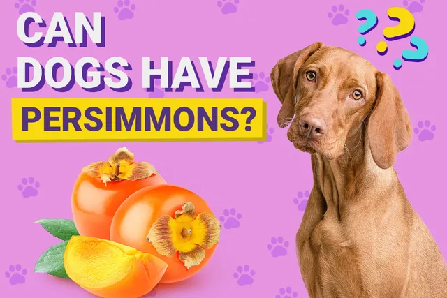 Can Dogs Have Persimmons? Vet-Verified Nutrition Facts & FAQ