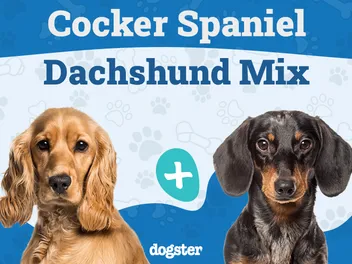 Spaniel-Doxie (Cocker Spaniel & Dachshund Mix): Info, Pictures, Care & More