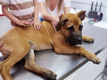 Fungal Infections in Dogs: Signs, Causes & Treatment (Vet Answer)