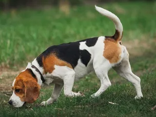18 Dogs With High Prey Drives & Tips for Raising Them (Info, Pictures & History)