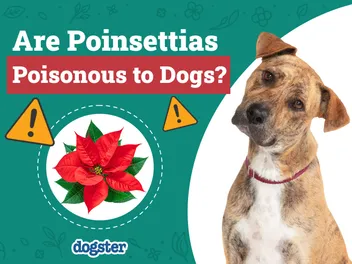 Are Poinsettias Poisonous to My Dog? Vet-Approved Answer