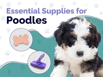 18 Essential Poodle Supplies to Get You Started: 2026 Vet-Reviewed Guide