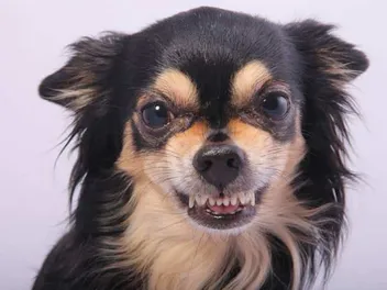 Does Your Dog Get Hangry? Vet-Verified Facts & What to Do