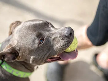 How Strong Is a Pit Bull’s Bite Force? PSI Measurements & Facts (Vet Answer)