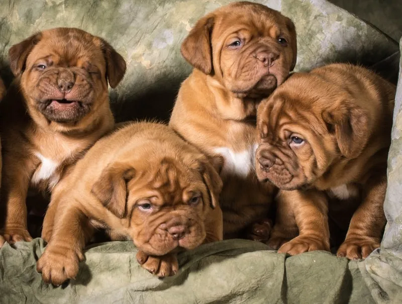 dogue-de-bordeaux-puppies