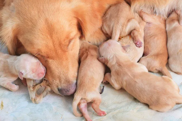 How Long Should a Puppy Be Nursed by His Mother?