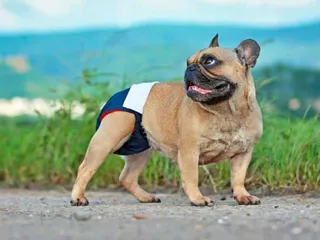 Do Dogs Get Periods? Vet-Approved Canine Heat Explained
